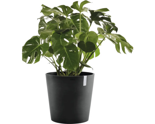 Plantă de interior Monstera deliciosa în ghiveci de plastic negru, cu frunze verzi mari, adânc crestate.