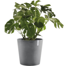 Monstera deliciosa în ghiveci gri. Plantă de apartament cu frunze mari, perforate.