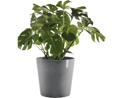 Monstera deliciosa în ghiveci gri. Plantă de apartament cu frunze mari, perforate.