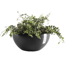Plantă de interior verde într-un bol pentru plante gri închis de la Ecopots.
