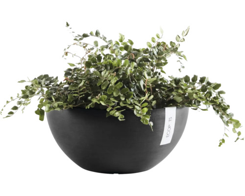 Plantă de interior verde într-un bol pentru plante gri închis de la Ecopots.