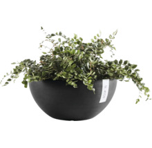 Ghiveci tip bol Ecopots cu o ferigă de interior verde