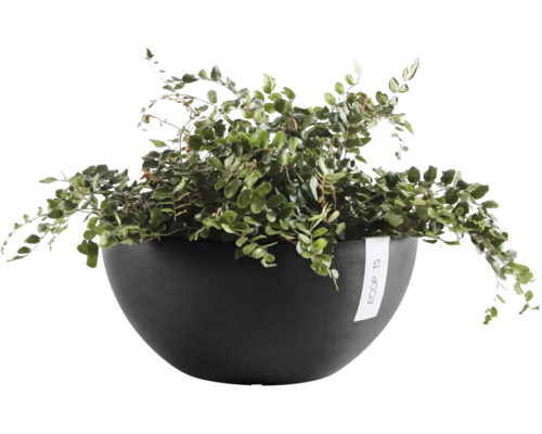 Ghiveci tip bol Ecopots cu o ferigă de interior verde