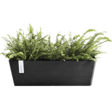 Ghiveci dreptunghiular negru Ecopots cu ferigi verzi.