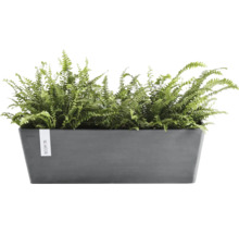 Ghiveci dreptunghiular Ecopots antracit din plastic reciclat cu ferigi verzi.