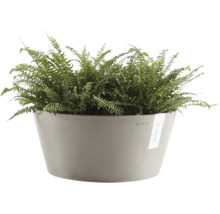 Ferigă într-un ghiveci gri rotund de la Ecopots.