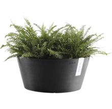 Bol pentru plante Ecopots de culoare antracit din plastic cu ferigă verde.