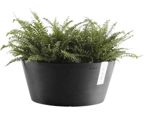 Bol pentru plante Ecopots de culoare antracit din plastic cu ferigă verde.