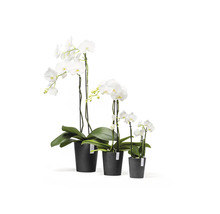 Trei orhidee Phalaenopsis albe de dimensiuni diferite în ghivece negre din plastic.