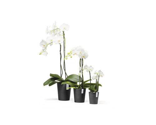 Trei orhidee Phalaenopsis albe de dimensiuni diferite în ghivece negre din plastic.