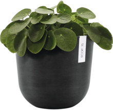 Plantă de interior Pilea peperomioides într-un ghiveci rotund Ecopots de culoare închisă cu finisaj mat.