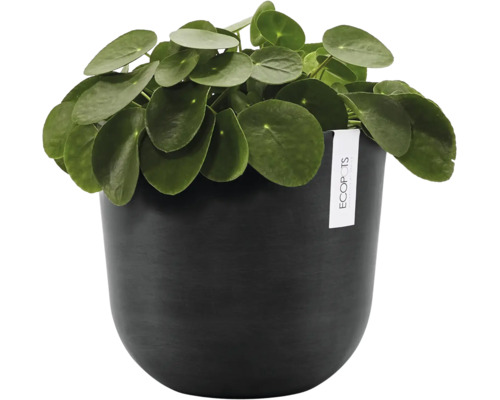 Plantă de interior Pilea peperomioides într-un ghiveci rotund Ecopots de culoare închisă cu finisaj mat.