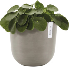 Plantă de interior Pilea peperomioides într-un ghiveci rotund Ecopots.