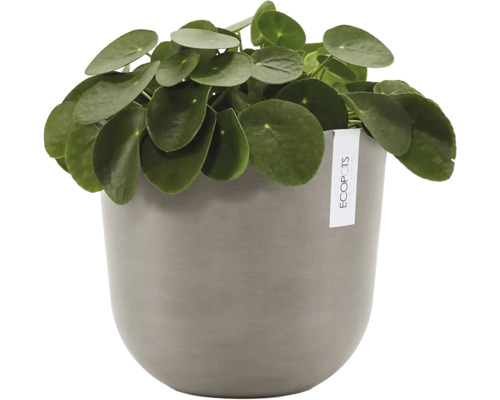 Plantă de interior Pilea peperomioides într-un ghiveci rotund Ecopots.
