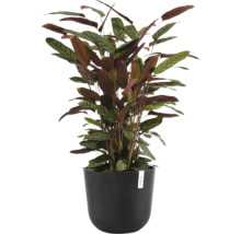 Plantă de apartament Calathea setosa în ghiveci negru Ecopots cu frunze cu model caracteristic.