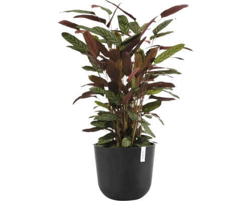 Plantă de apartament Calathea setosa în ghiveci negru Ecopots cu frunze cu model caracteristic.