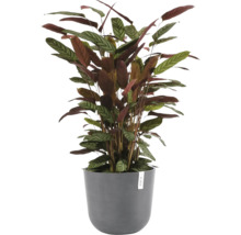 Plantă de interior Calathea cu frunze vărgate într-un ghiveci rotund gri cu Ecopots Logo.