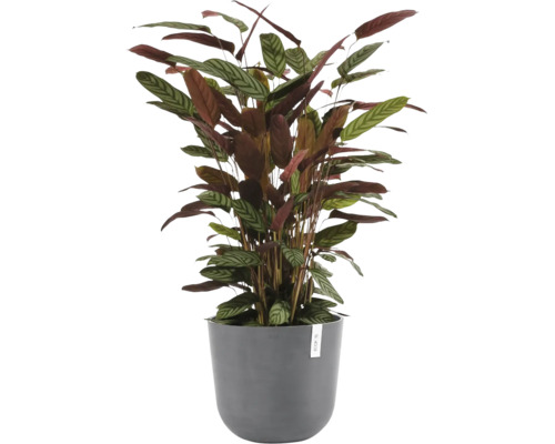 Plantă de interior Calathea cu frunze vărgate într-un ghiveci rotund gri cu Ecopots Logo.