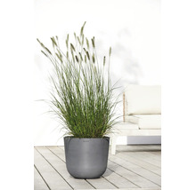 Ghiveci Ecopots gri modern cu iarbă ornamentală înaltă pe o terasă din lemn deschis la culoare, în fața unui perete alb și a mobilierului de grădină.