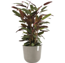 Plantă de interior Calathea cu frunze cu model într-un ghiveci gri.