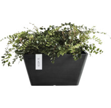 Plantă verde într-un ghiveci dreptunghiular închis la culoare cu ECOPOTS Logo.