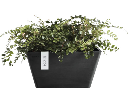 Plantă verde într-un ghiveci dreptunghiular închis la culoare cu ECOPOTS Logo.