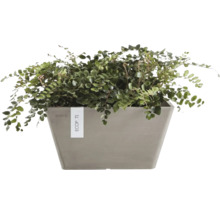 Plantă de interior verde într-un ghiveci dreptunghiular gri Ecopots.
