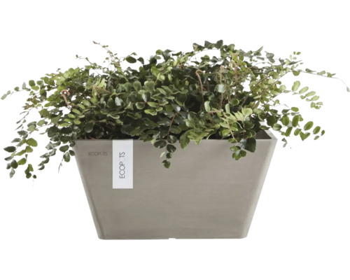 Plantă de interior verde într-un ghiveci dreptunghiular gri Ecopots.