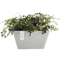 Plantă de apartament într-un ghiveci dreptunghiular gri ECOPOTS din plastic
