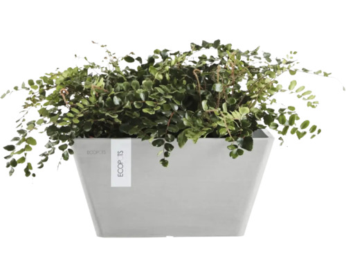 Plantă de apartament într-un ghiveci dreptunghiular gri ECOPOTS din plastic