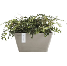 Plantă într-o jardinieră dreptunghiulară Ecopots.