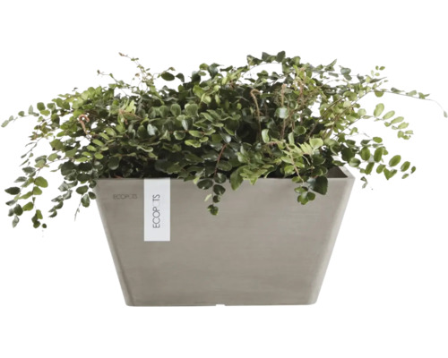 Plantă într-o jardinieră dreptunghiulară Ecopots.