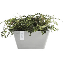 Plantă verde într-un ghiveci gri ECOPOTS.