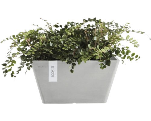 Plantă verde într-un ghiveci gri ECOPOTS.