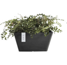 Pellaea rotundifolia ferigă de cameră în ghiveci Ecopots dreptunghiular negru.