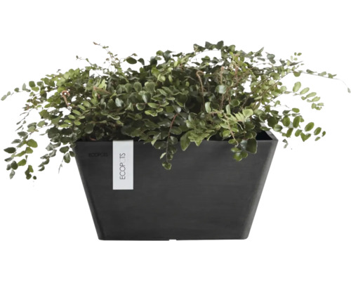 Pellaea rotundifolia ferigă de cameră în ghiveci Ecopots dreptunghiular negru.