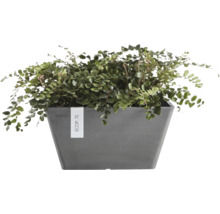 Ghiveci dreptunghiular Ecopots Berlin din plastic reciclat de culoare antracit cu o plantă de interior verde.