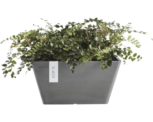 Ghiveci dreptunghiular Ecopots Berlin din plastic reciclat de culoare antracit cu o plantă de interior verde.
