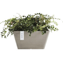 Plantă de interior într-un ghiveci Ecopots pătrat de culoare gri.