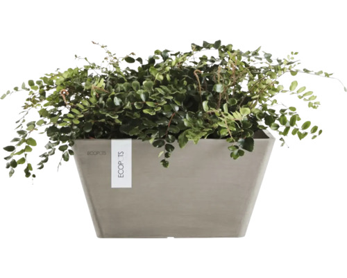 Plantă de interior într-un ghiveci Ecopots pătrat de culoare gri.