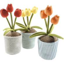 Trei plante în ghiveci cu flori de lalele în diferite culori