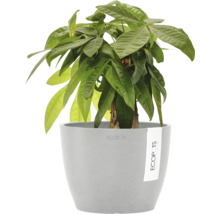 Plantă Pachira aquatica în ghiveci Ecopots gri