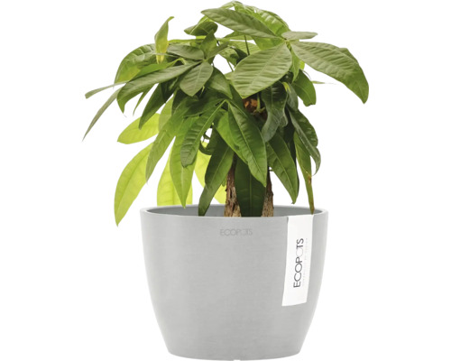 Plantă Pachira aquatica în ghiveci Ecopots gri