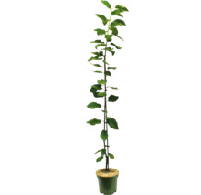 Puiet de măr în ghiveci