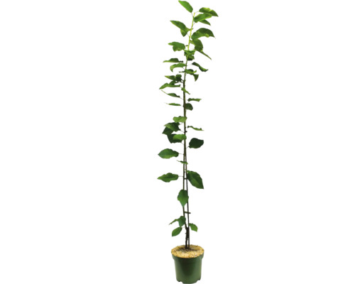 Puiet de măr în ghiveci