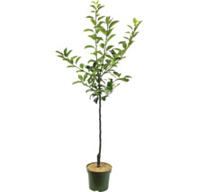 Pomișor în ghiveci cu frunze verzi.