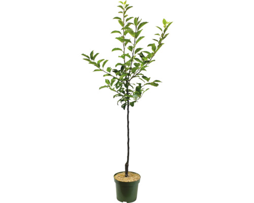 Pomișor în ghiveci cu frunze verzi.