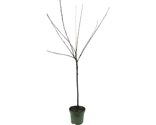 Arbore foios fără frunze în ghiveci