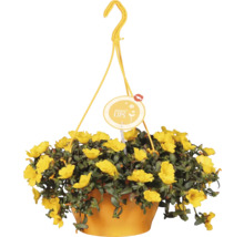Coș suspendat cu flori galbene