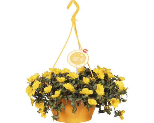 Coș suspendat cu flori galbene
